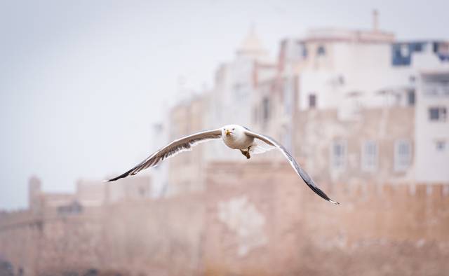 A sea gull in front of the Essaouira skyline.