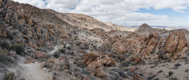 A hike towards 49 Palms Oasis with a great view of the desert surrounding the national park