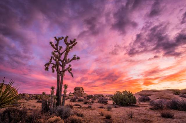 A Joshua Tree at sunset with a colorful sky